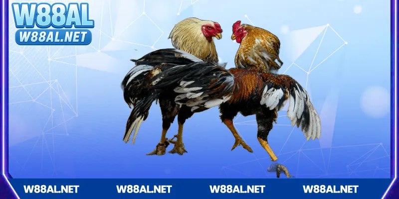Các hình thức Đá gà Campuchia phổ biến tại W88