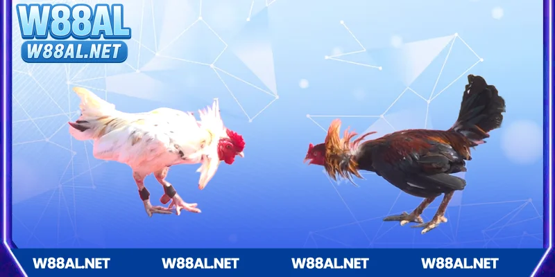 Điểm nổi bật khi chơi đá gà W88