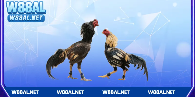 Giới thiệu về Đá gà Campuchia tại W88