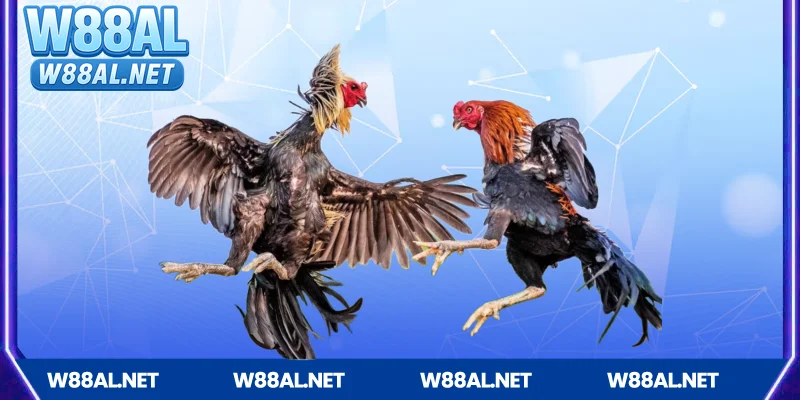Giới thiệu về cá cược đá gà hấp dẫn tại W88