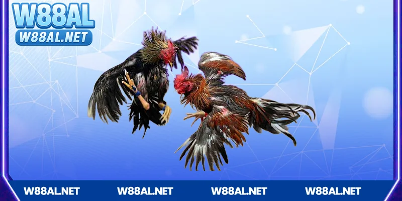 Mẹo cược đá gà W88 hiệu quả